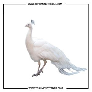 تخم نطفه دار طاووس سفید