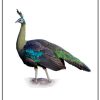 تخم نطفه ‌دار طاووس مصری