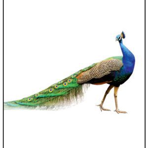 تخم نطفه دار طاووس هندی