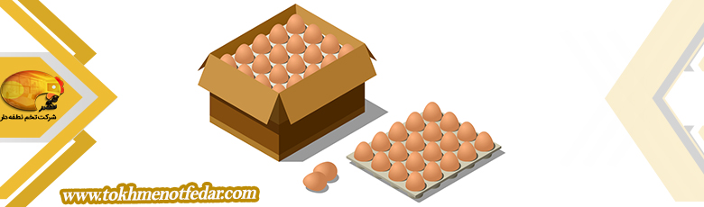 بسته بندی تخم مرغ صادراتی