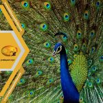 انواع نژاد طاووس
