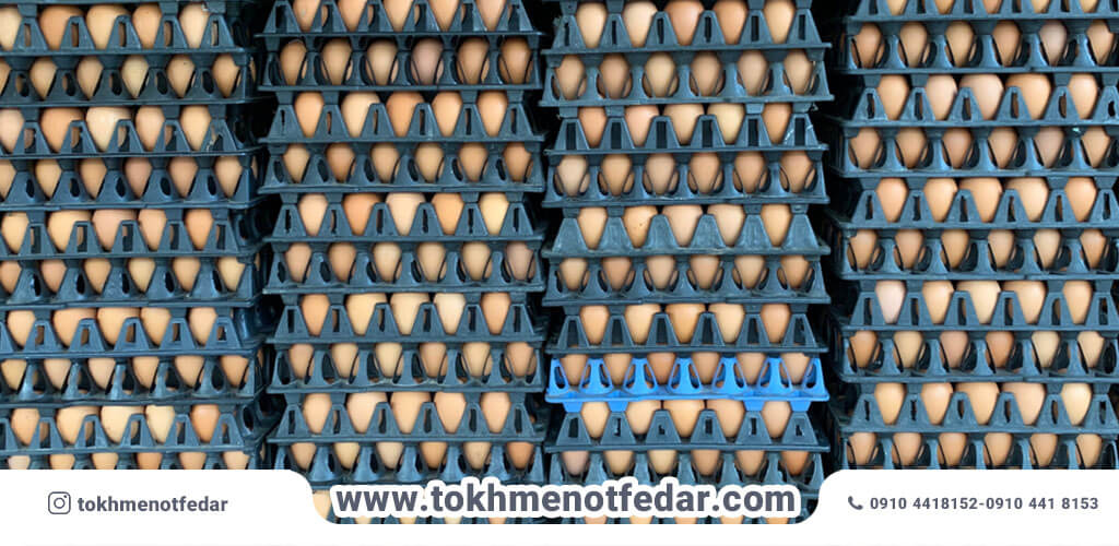 صادرات تخم مرغ خوراکی